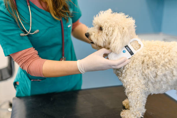 Microchip Scanners for Pet Identification