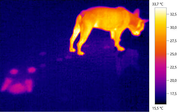 Thermal Imaging for Night Rescues